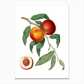 Vintage Walnut Botanical Illustration on Pure White n.0378 Canvas Print