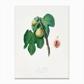 Fig (Fico Troiano) From Pomona Italiana (1817 1839), Giorgio Gallesio Canvas Print