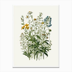 Vintage Botanical Galleria Style Wildflower Painting 15 Canvas Print