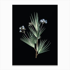 Vintage Blue Stars Botanical Illustration on Solid Black Canvas Print