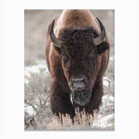 Western Bison Canvas Print