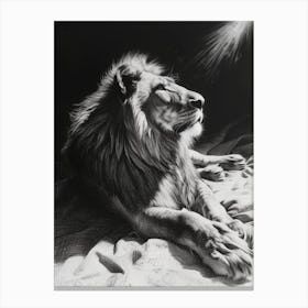 African Lion Charcoal Drawing Resting In The Sun 2 Canvas Print