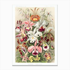 Orchideae Canvas Print