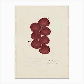 Five Red Grapes Canvas Print