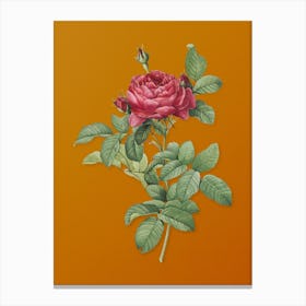 Vintage Red Gallic Rose Botanical on Sunset Orange n.0019 Canvas Print