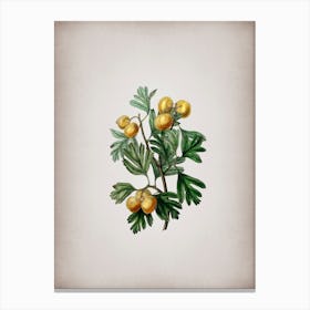 Vintage Aronia Thorn Flower Botanical on Parchment n.0085 Canvas Print