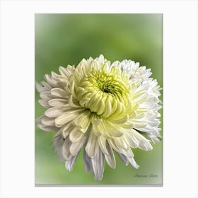 Chrysanthemum Canvas Print