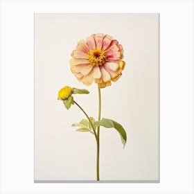 Pressed Flower Botanical Art Zinnia 1 Canvas Print
