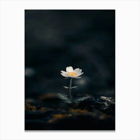 White Flower In The Dark 11 Canvas Print