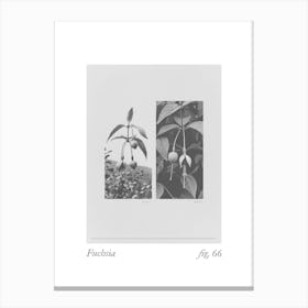 Fuchsia Botanical Collage 4 Canvas Print