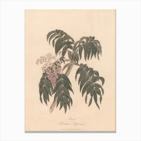Cusso Or Banksia Abissinica (1789), James Heath Canvas Print