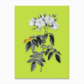 Vintage Musk Rose Black and White Gold Leaf Floral Art on Chartreuse n.0099 Canvas Print