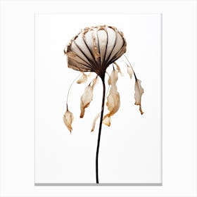 Dry Sea Shell Flower Canvas Print