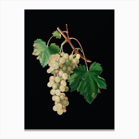 Vintage Muscat Grape Botanical Illustration on Solid Black n.0720 Canvas Print