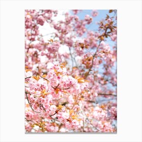 Cherry Flowers Canvas Print