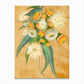 Eucalyptus Gumnuts Detailed Drawing Canvas Print