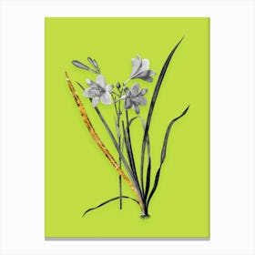 Vintage Daylily Black and White Gold Leaf Floral Art on Chartreuse n.0841 Canvas Print