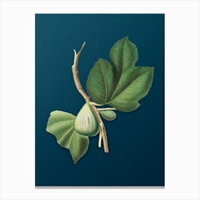 Vintage Fig Botanical Art on Teal Blue n.0373 Canvas Print