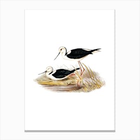 Vintage White Headed Stilt Bird Illustration on Pure White n.0194 Canvas Print