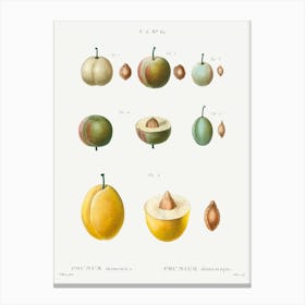 Common Plums, Pierre Joseph Redoute 1 Canvas Print