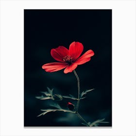 Red Flower 5 Canvas Print