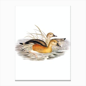 Vintage Plumed Whistling Duck Bird Illustration on Pure White Canvas Print
