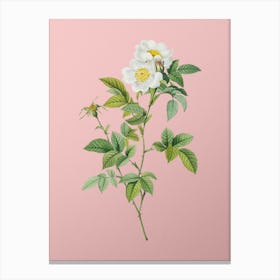 Vintage White Anjou Roses Botanical on Soft Pink n.0392 Canvas Print
