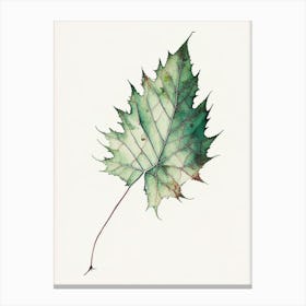 Virginia Creeper Leaf Minimalist Watercolour 1 Canvas Print