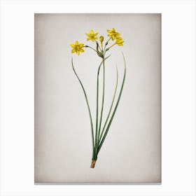 Vintage Rush Daffodil Botanical on Parchment n.0894 Canvas Print
