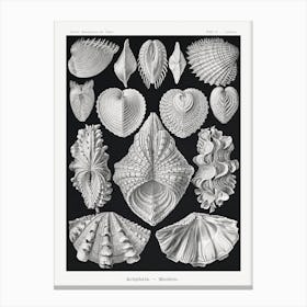 Acephala–Muscheln, Ernst Haeckel Canvas Print