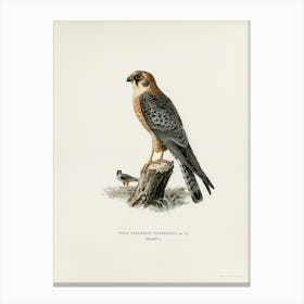 Red Footed Falcon Female (Falco Vespertinus), The Von Wright Brothers Canvas Print