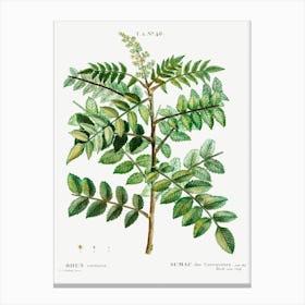 Sicilian Sumac, Pierre Joseph Redoute Canvas Print