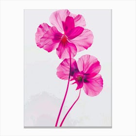 Hot Pink Wild Pansy Canvas Print