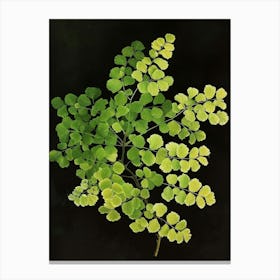 Maidenhair Fern Painting 2 Canvas Print