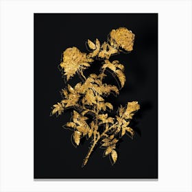 Vintage Rose of the Hedges Botanical in Gold on Black n.0365 Canvas Print