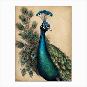 Peacock 4 Canvas Print