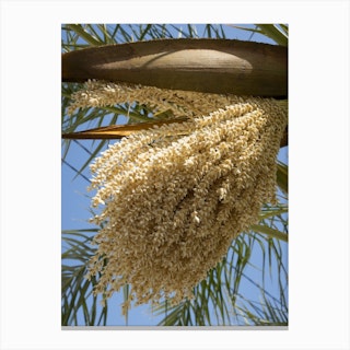 Flowering date palm and blue sky Canvas Print