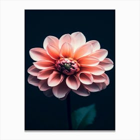 Dahlia Flower 15 Canvas Print