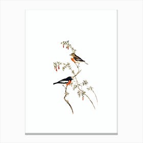 Vintage Scarlet Breasted Robin Bird Illustration on Pure White n.0020 Canvas Print