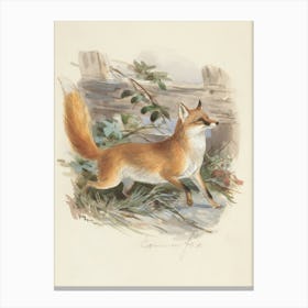 Red Fox 2 Canvas Print