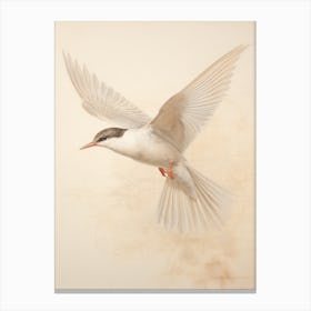 Vintage Bird Drawing Common Tern 2 Canvas Print