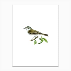 Vintage Lesser Whitethroat Bird Illustration on Pure White Canvas Print