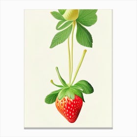 Everbearing Strawberries, Plant, Marker Art Illustration 2 Canvas Print