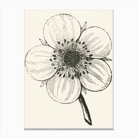 Anemone Flower Canvas Print