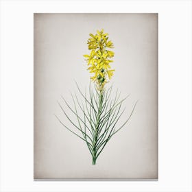 Vintage Yellow Asphodel Botanical on Parchment n.0265 Canvas Print