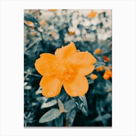 Orange Flower Canvas Print