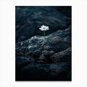 Single Flower On A Rock 10 Canvas Print