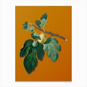 Vintage Fig Botanical on Sunset Orange n.0865 Canvas Print