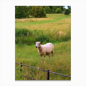 Sheep In A Field Canvas Print