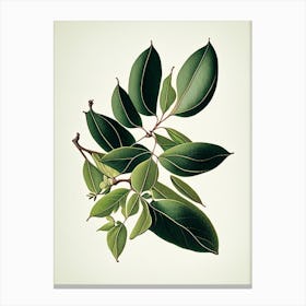 Wax Myrtle Leaf Vintage Botanical 3 Canvas Print
